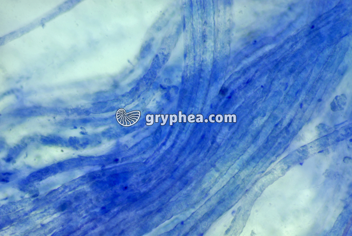 Nerf dissocié BM x100 - gryphea.com